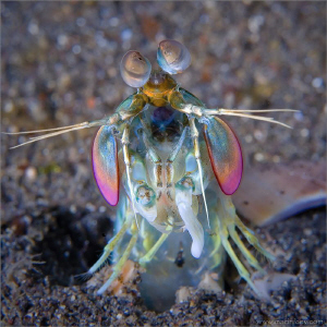 Mantis shrimp by Aleksandr Marinicev 